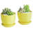Magdaleno Ceramic Pot Planter