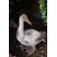  Tête de canard en faux béton 17,5 po H