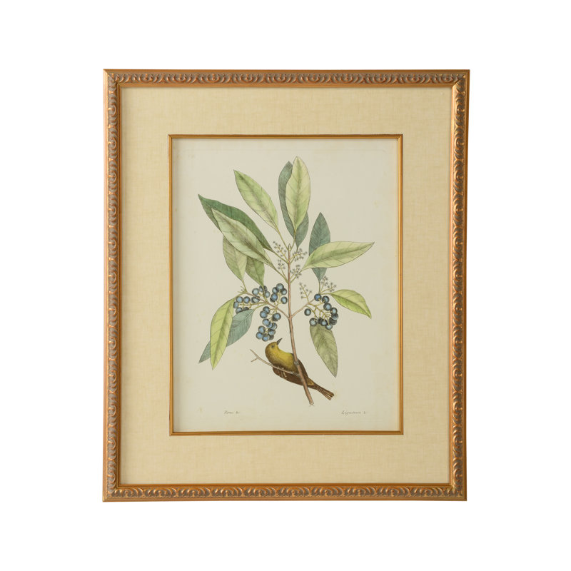 Catesby Bird And Botanical V Print