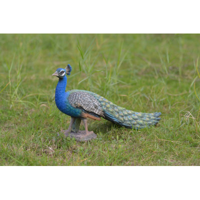 Statue peacock oiseau-petit