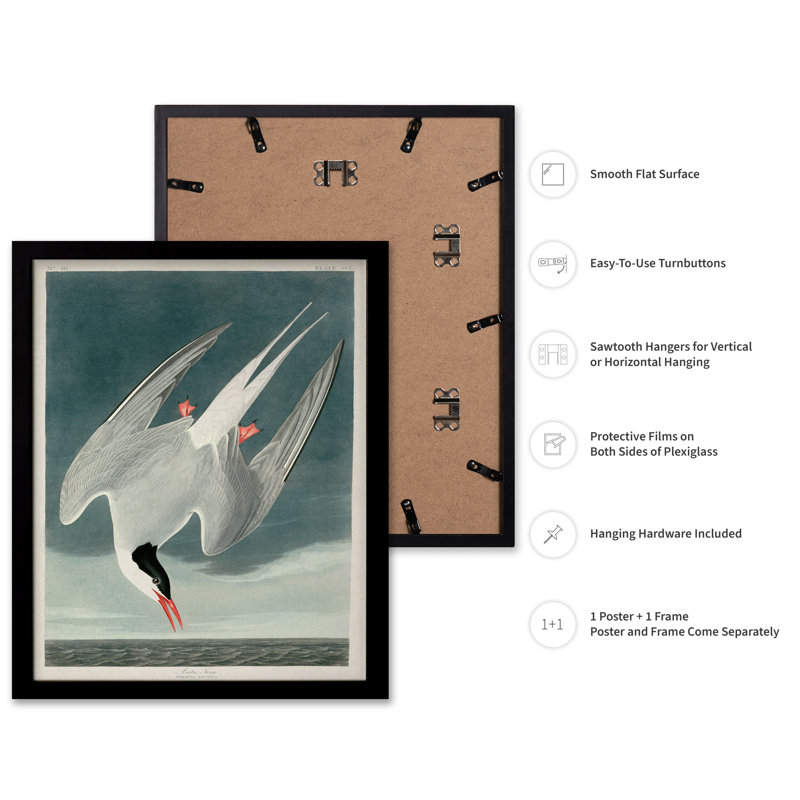 John James Audubon - sterne arctique, Black Framed, Poster, 12"H x 16"W