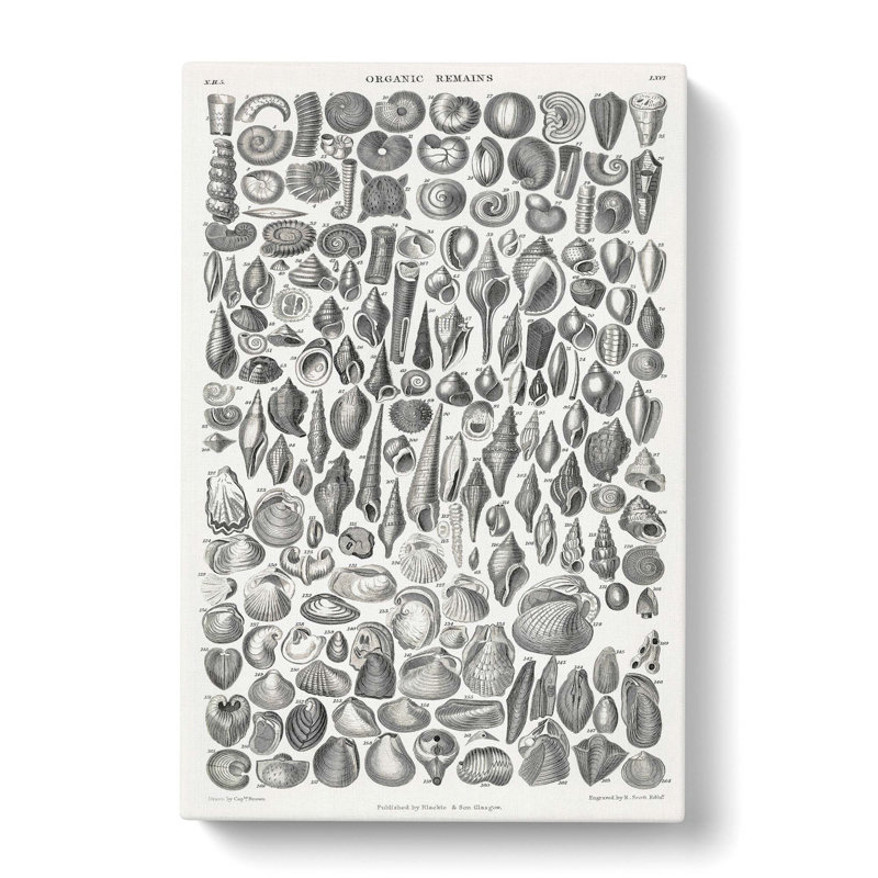 Study Of Mollusc Shells LXVI by Oliver Goldsmith - Wrapped Canvas Print, 50cm H x 35cm W x 3cm D