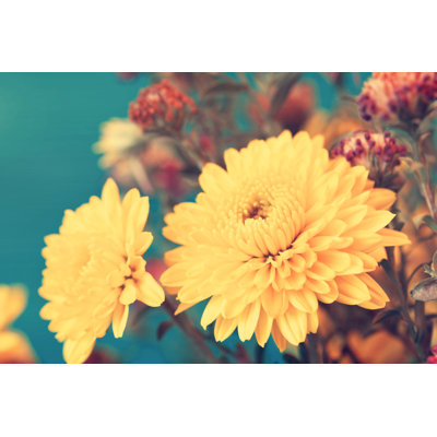 Yellow Aster - Wrapped Canvas Print