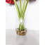 Amaryllis arrangement dans un vase