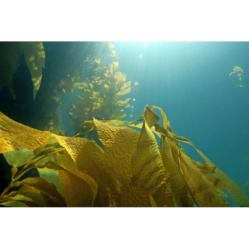 Seaweed Kelp Floating At California Reef, 12"H x 18"W