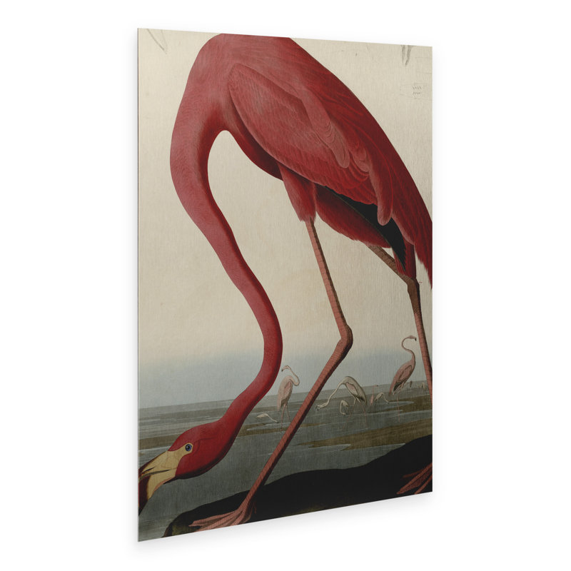 Art flottant en aluminium brossé John James Audubon «American Flamingo»
