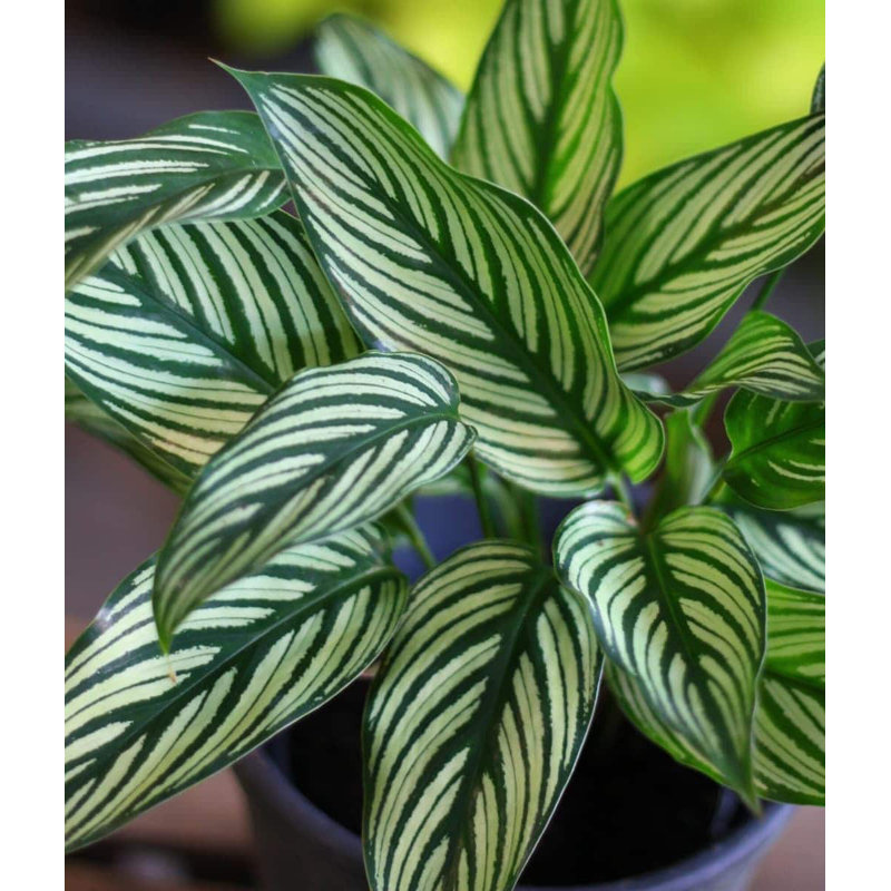 House Plant Shop Live Bamboo and Bonsai Plant Low Maintenance Plant Rattan