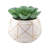 Gamache 7'' Faux Succulent in Ceramic Pot