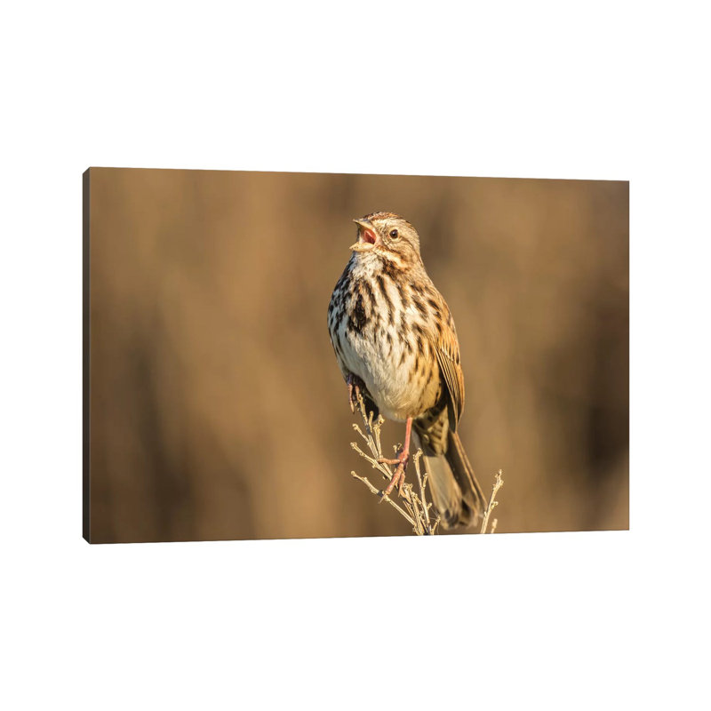 Usa, California, San Luis Obispo County. Song Sparrow Singing. by Jaynes Gallery - Wrapped Canvas Print