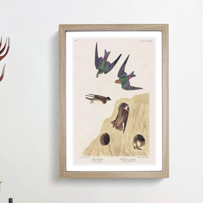 Swallow Birds by John James Audubon - Framed Print