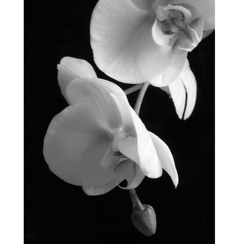 Art sur toile, Dianne