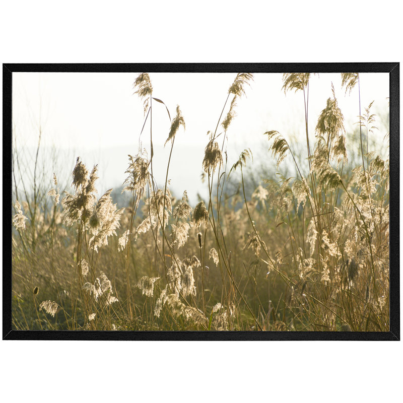 Zheng Pampus Grass Plumes Slimbridge - Single Picture Frame Print, 76cm H x 114cm W x 4cm D, Black Framed