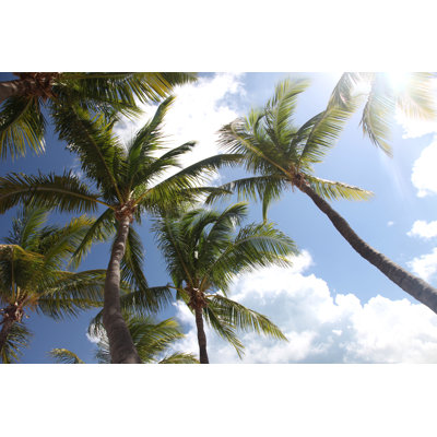 Palm Trees Florida