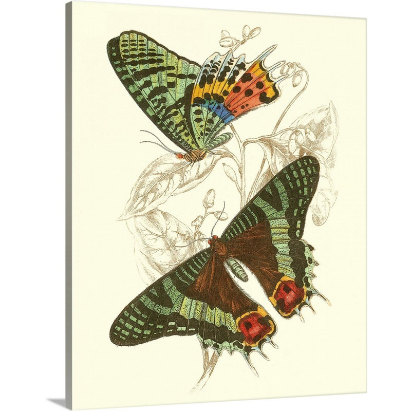 «Jardine Butterflies IV» par Jardine William, reproduction d'art sur toile, Toile tendue, H 20 po x l 16 po x P 1 po