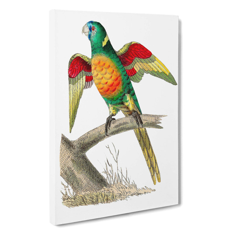 Red-Breasted Parakeet by George Shaw - Wrapped Canvas, 50cm H x 35cm W x 3cm D