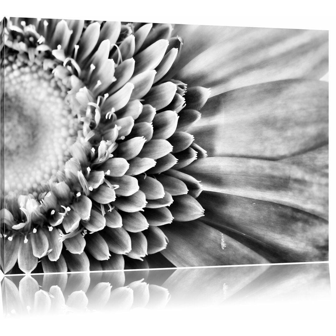 Leinwandbild Wunderschöne Gerbera Blüte in Monochrom