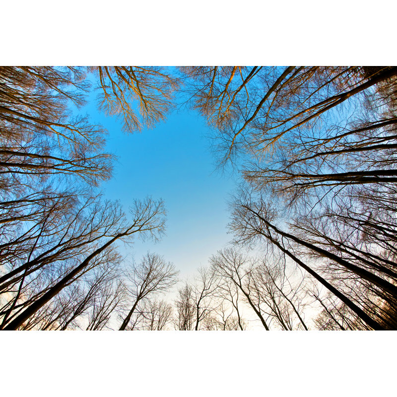 Crown Of Trees - Wrapped Canvas Print, 30cm H x 46cm W x 3.8cm D
