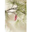 Ski Mouse Ornament 2.5"x 2"x 4.75"