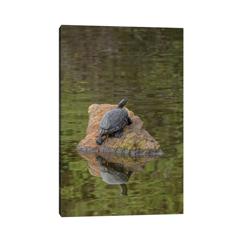 Turtle On Rock by Louis Ruth - Wrapped Canvas Print, 20.32 cm H x 30.48 cm W