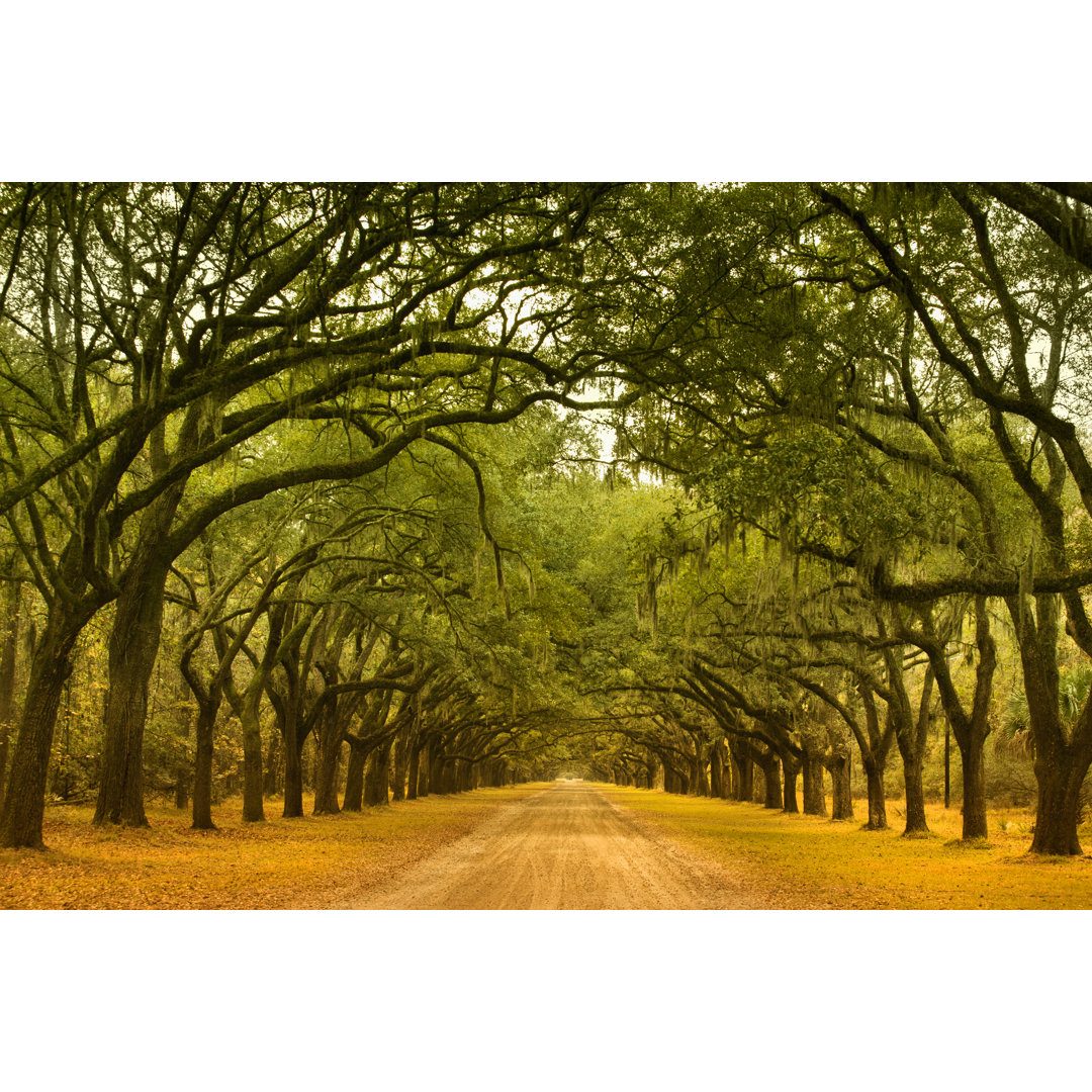 Oak Alley In Savannah Georgia von Pgiam - Leinwand Kunstdrucke