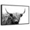 BW Highland Cow