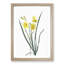 Yellow Daylily by Pierre-Joseph Redoute - Picture Frame Painting Print-55614023-55614035