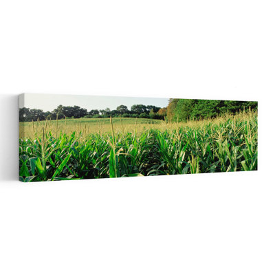Cornfield, Baltimore County, Maryland, Usa Abstract Contemporary Landscape Summer Wall Art