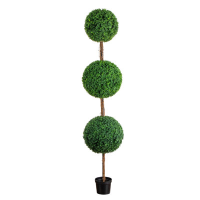 Boxwood Topiary in Nursery Pot