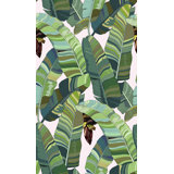 Banana Palm Dream