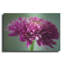 Latitude Run® «Mums The Word» par Pamela Plummer, art mural en métal-1096470221