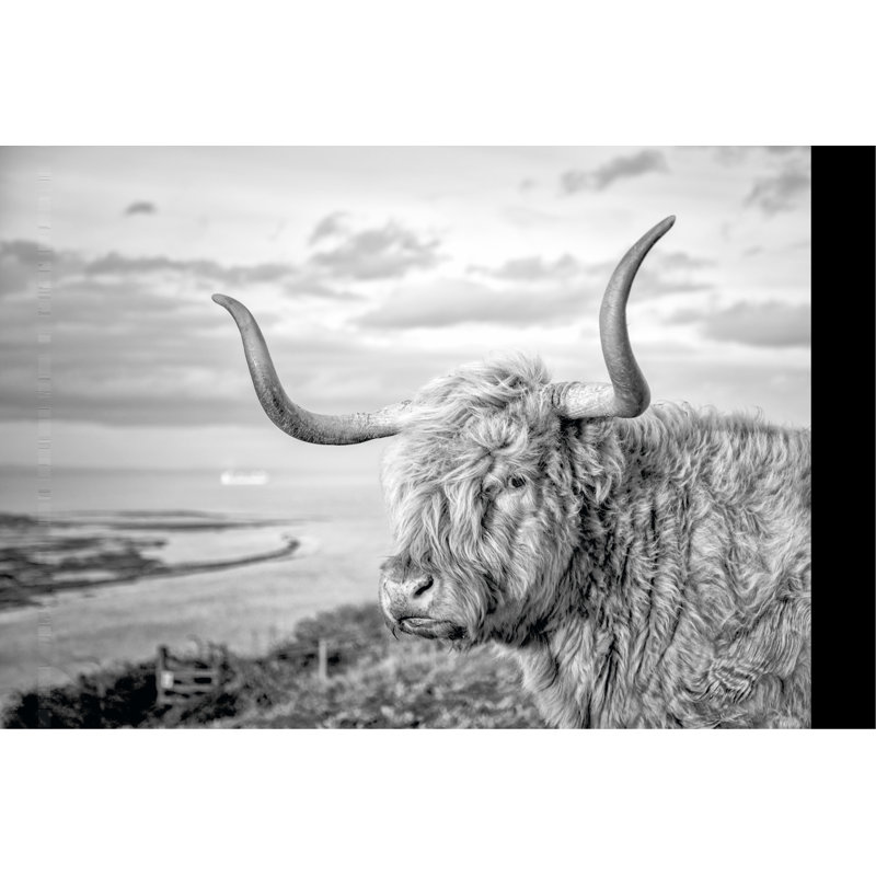 Highland Cows IV - Photograph, 30 cm H x 46 cm W, Black Floater Frame