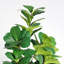 Figuier artificiel 6 pi avec pot blanc décoratif - plante d'intérieur moderne pour bureau à domicile et salon