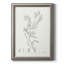 «Botanical Study in Sage II», reproduction d'art sur toile-466874869