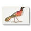 Pennants Horned Pheasant by John Edward Gray - Wrapped Canvas-55342041