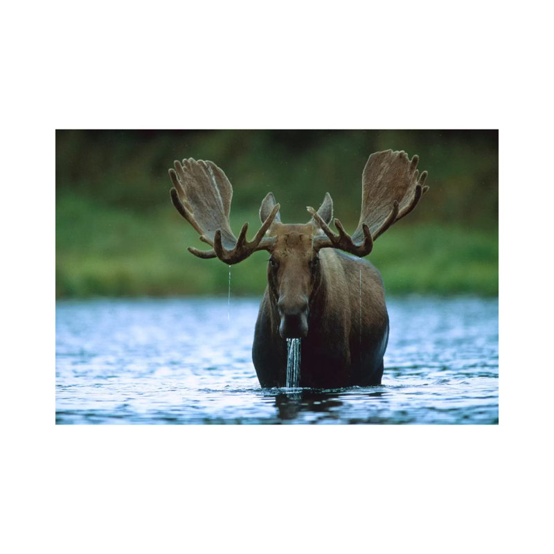Moose Male Raising Its Head While Feeding On The Bottom Of A Lake, North America by Tim Fitzharris - Wrapped Canvas Print