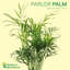 Live Parlor Palm Plant Set