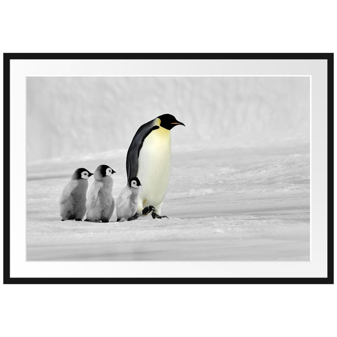 Kaiserpinguine im Schnee Gerahmter Kunstdruck Poster