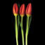 Tulipe trinité, reproduction de photo sur toile tendue-18516092-74400169-74400170