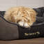 Chester Polyester Pet Bed-1154485617-1154485619
