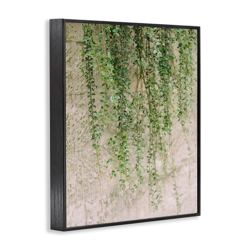 «Hanging Ivy Vines Art» par Justine Milton bg-080, H 30 po x l 24 po, Giclée encadrée noir minuit