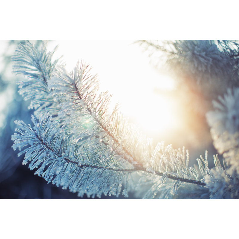 Frosted Pine Branches by Danilovi, 20" H x 30" W