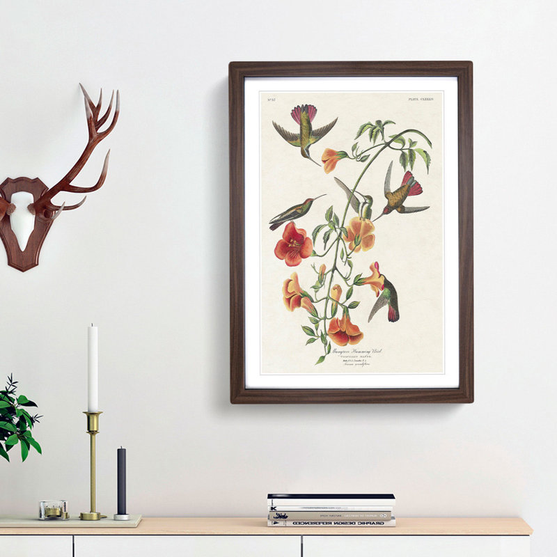 Mango Hummingbirds by John Audubon - Framed Print, 48cm H x 36cm W x 2cm D, Walnut Framed