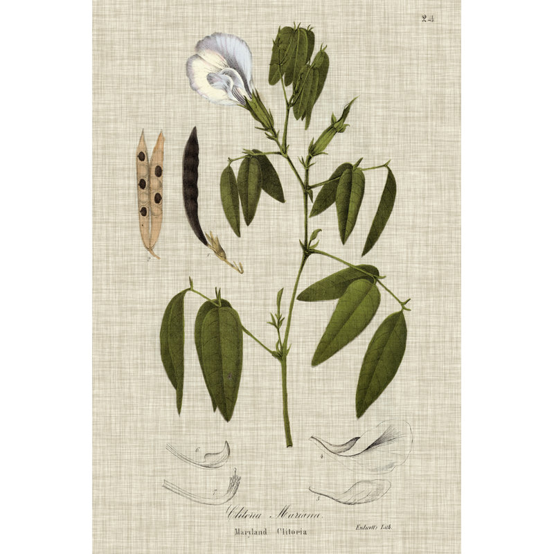 Linen And Leaves IV - Wrapped Canvas Print, 46cm H x 30cm W