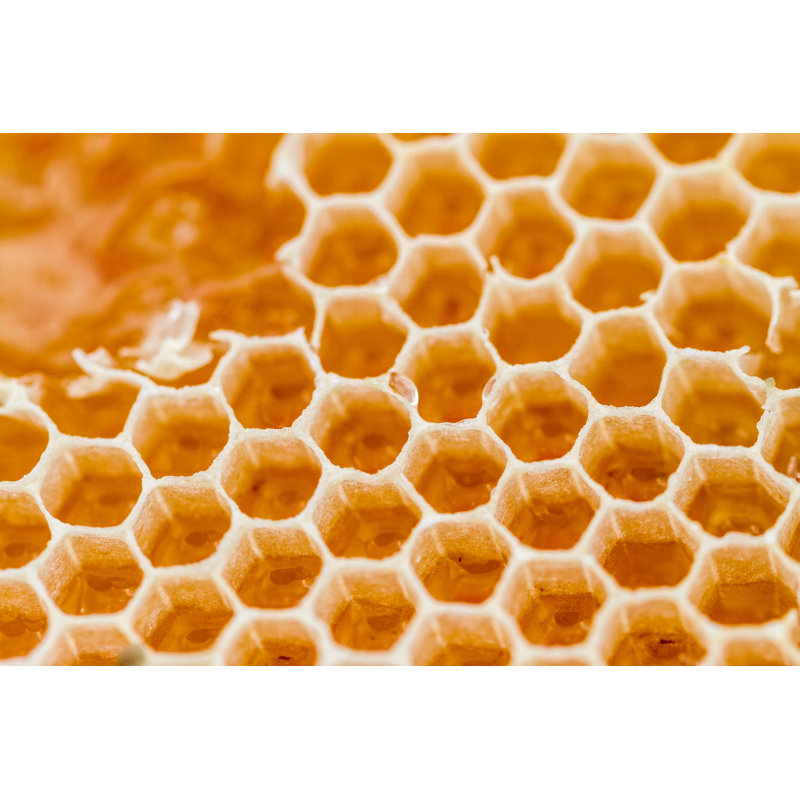 Honey - Wrapped Canvas Print, 61cm H x 91cm W x 3.8cm D