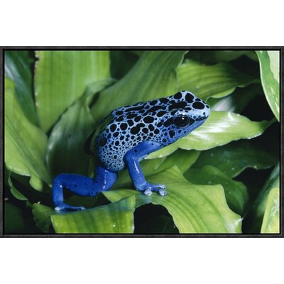 Blue Poison Dart Frog Very Tiny Frog Used By Indian Tribes To Poison Tips Of Arrows, Native To South America' Framed Photographic Print -  East Urban Home, EAAC7083 39221067
