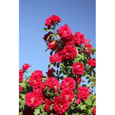 Addix " Climbing Rose " by Dtv2