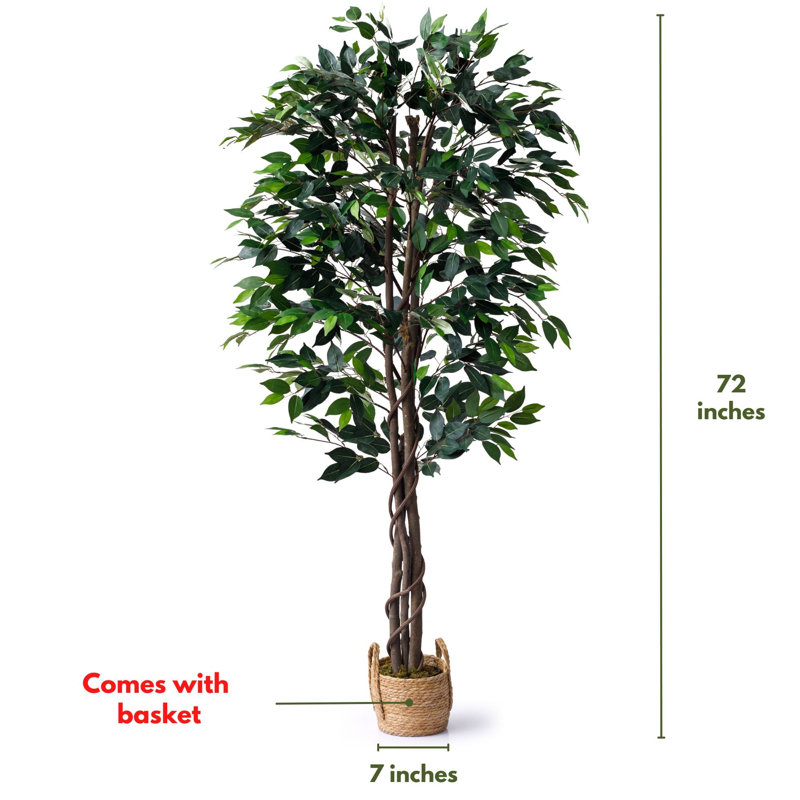 Faux ficus