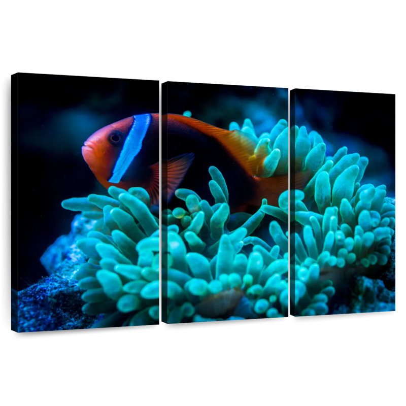 Brampt Tomato Clownfish, 20" H x 33" W