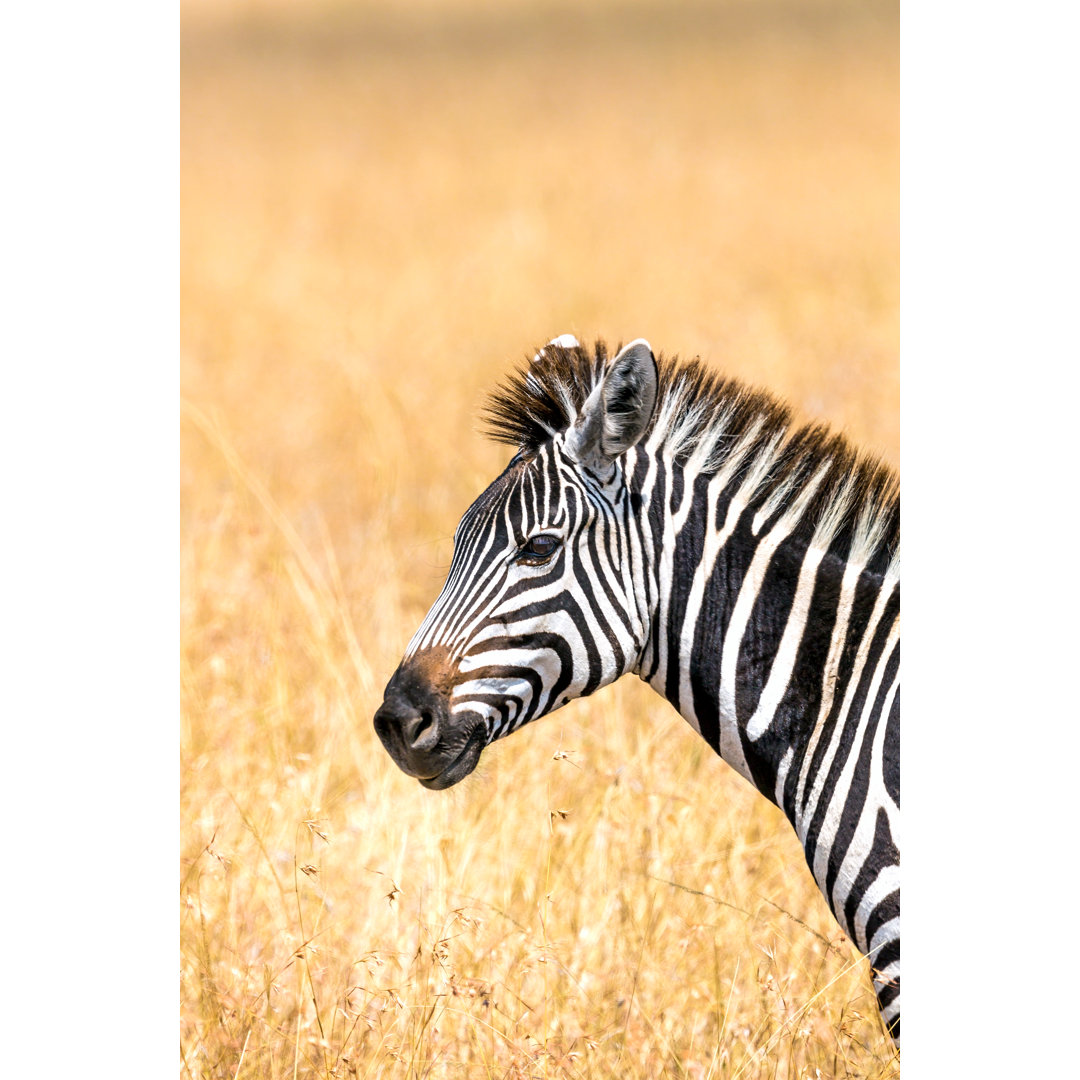 Zebra Porträt in Savanne von 1001slide - Drucken