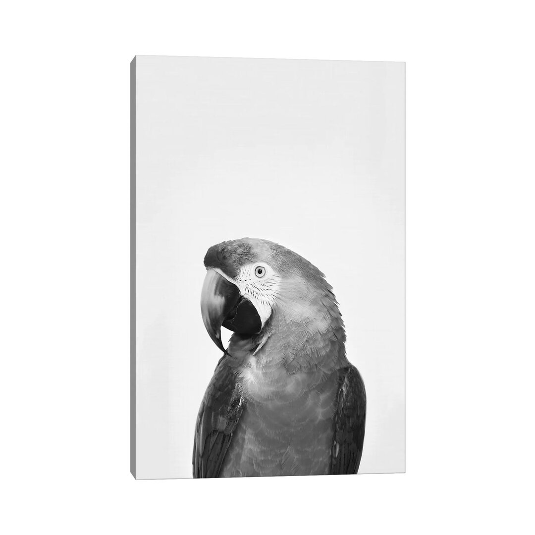 Parrot In Black & White von Sisi & Seb - Galerie-verpackte Leinwand Giclée